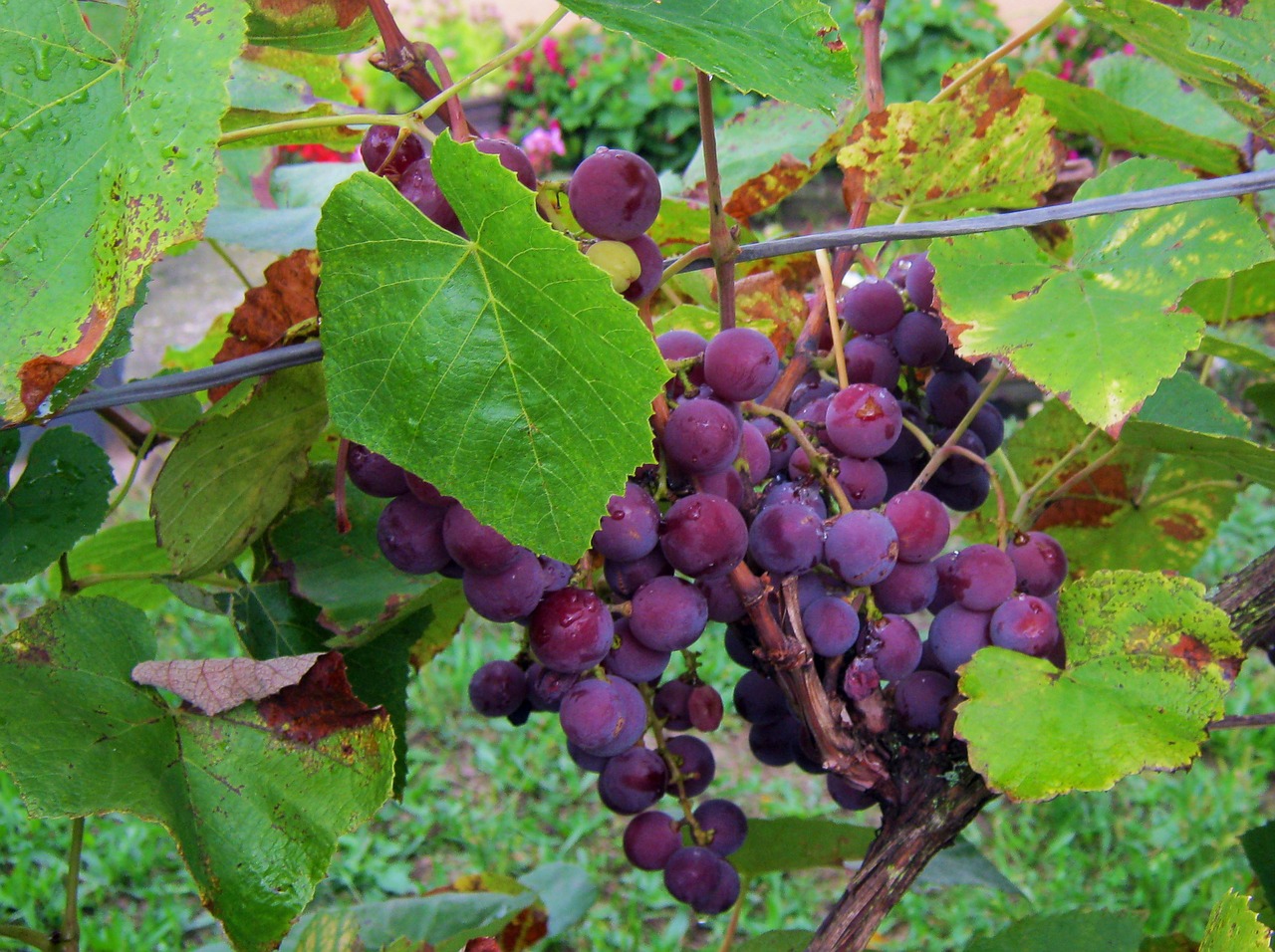 grapes blue vintage free photo