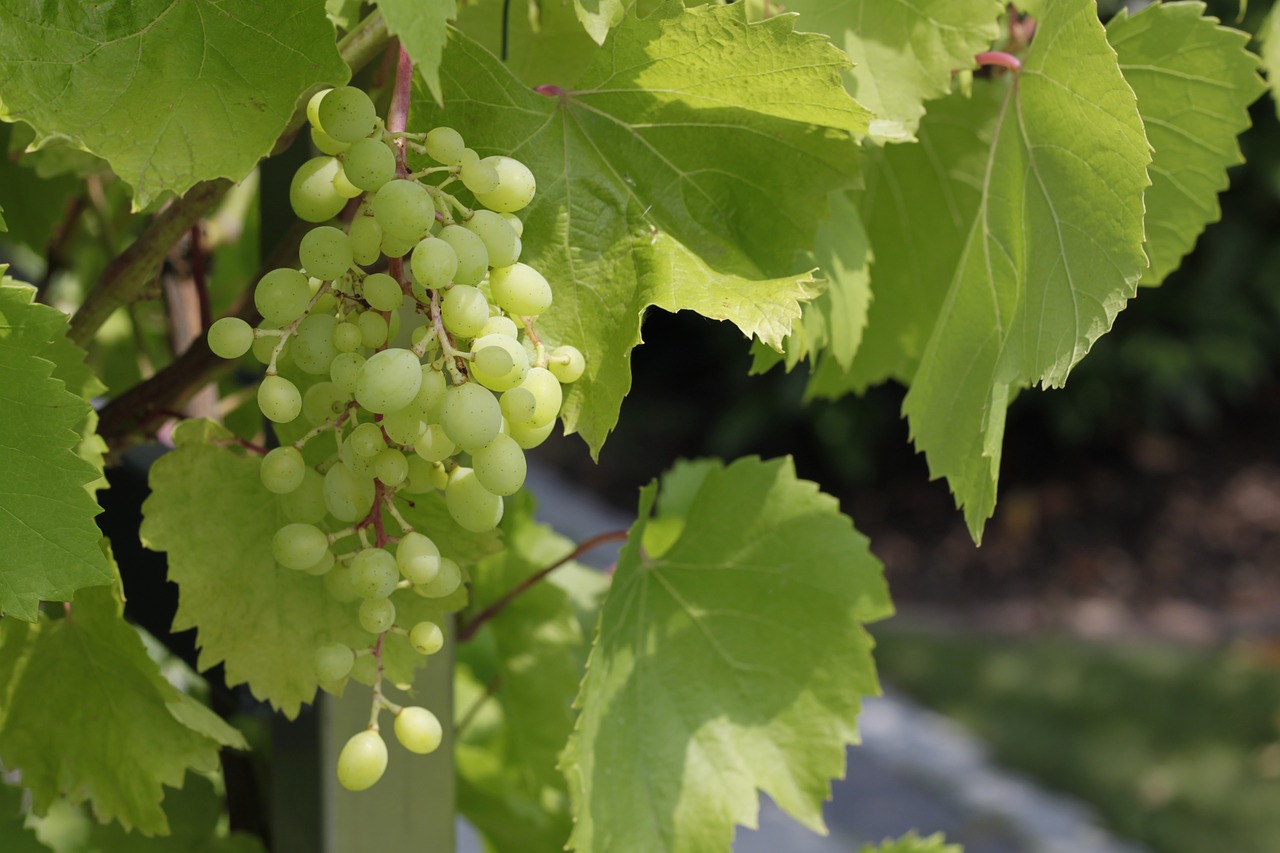 grapes green plant free photo