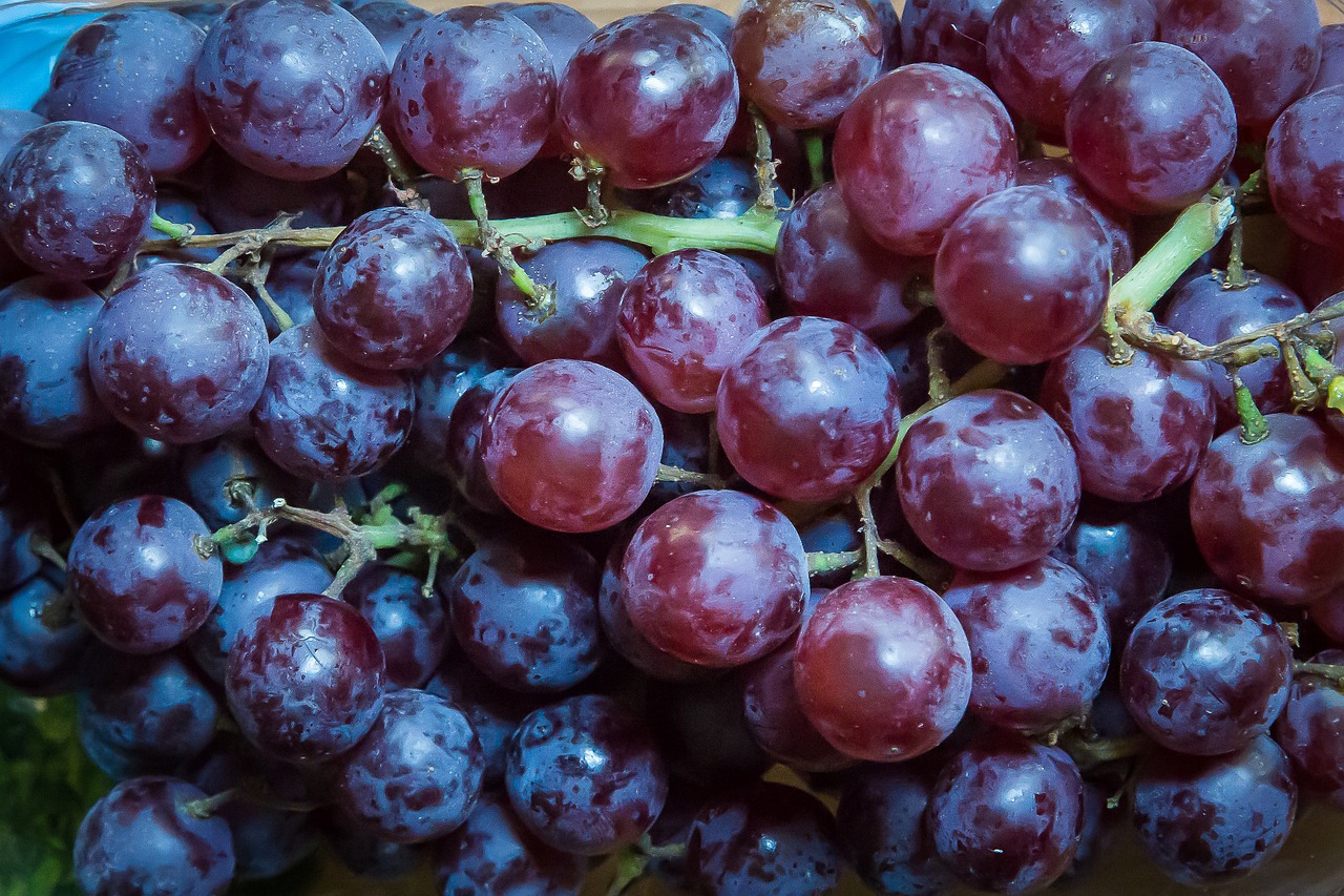 grapes fruit winegrowing free photo