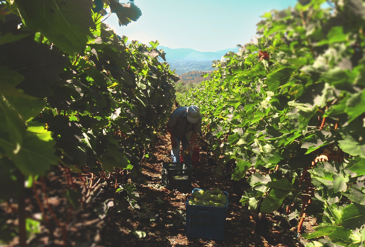 grapes grapevines wine free photo