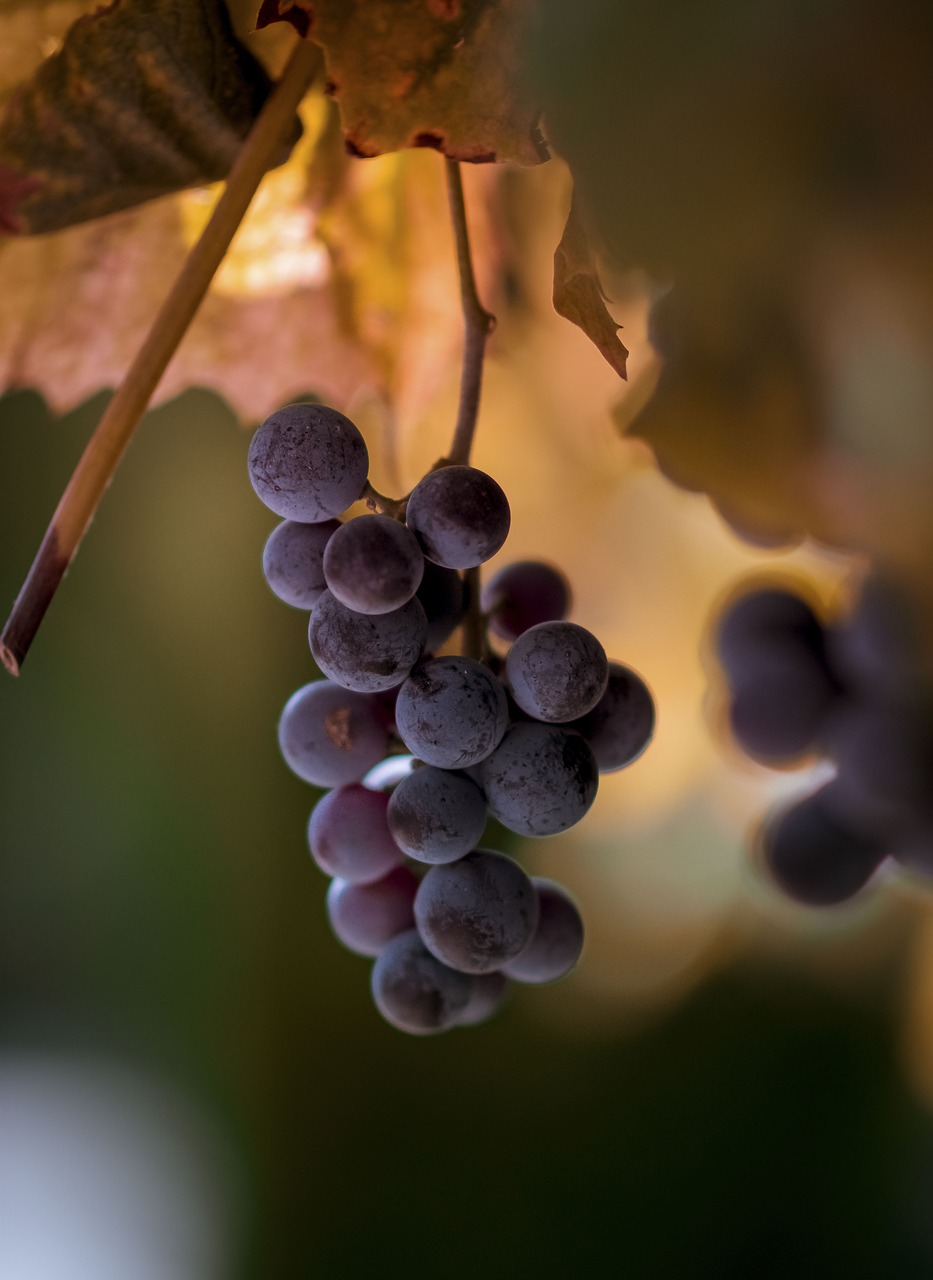 grapes fruit farm free photo