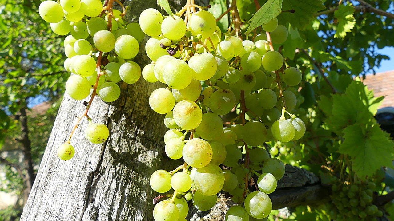 grapes grapevine green grapes free photo