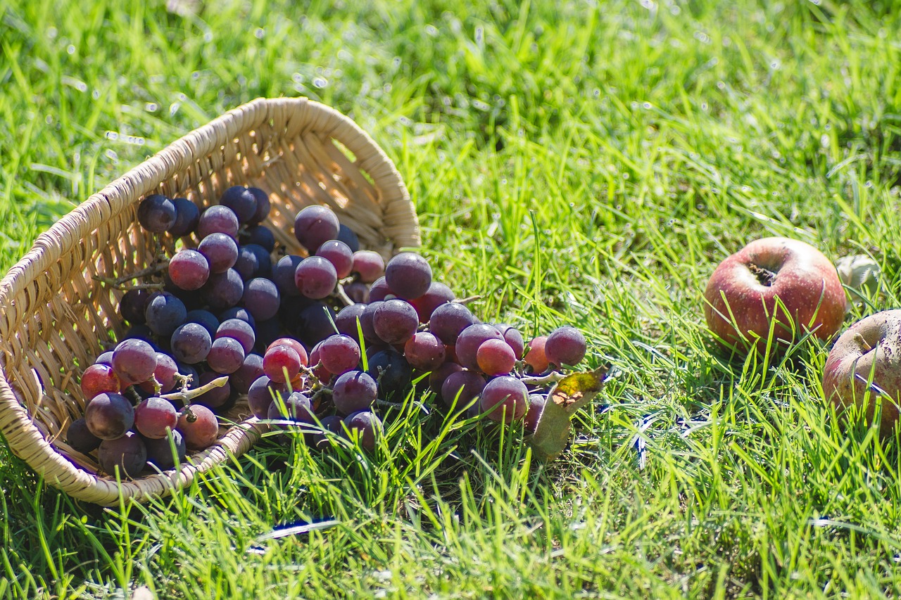 grapes fresh dark free photo