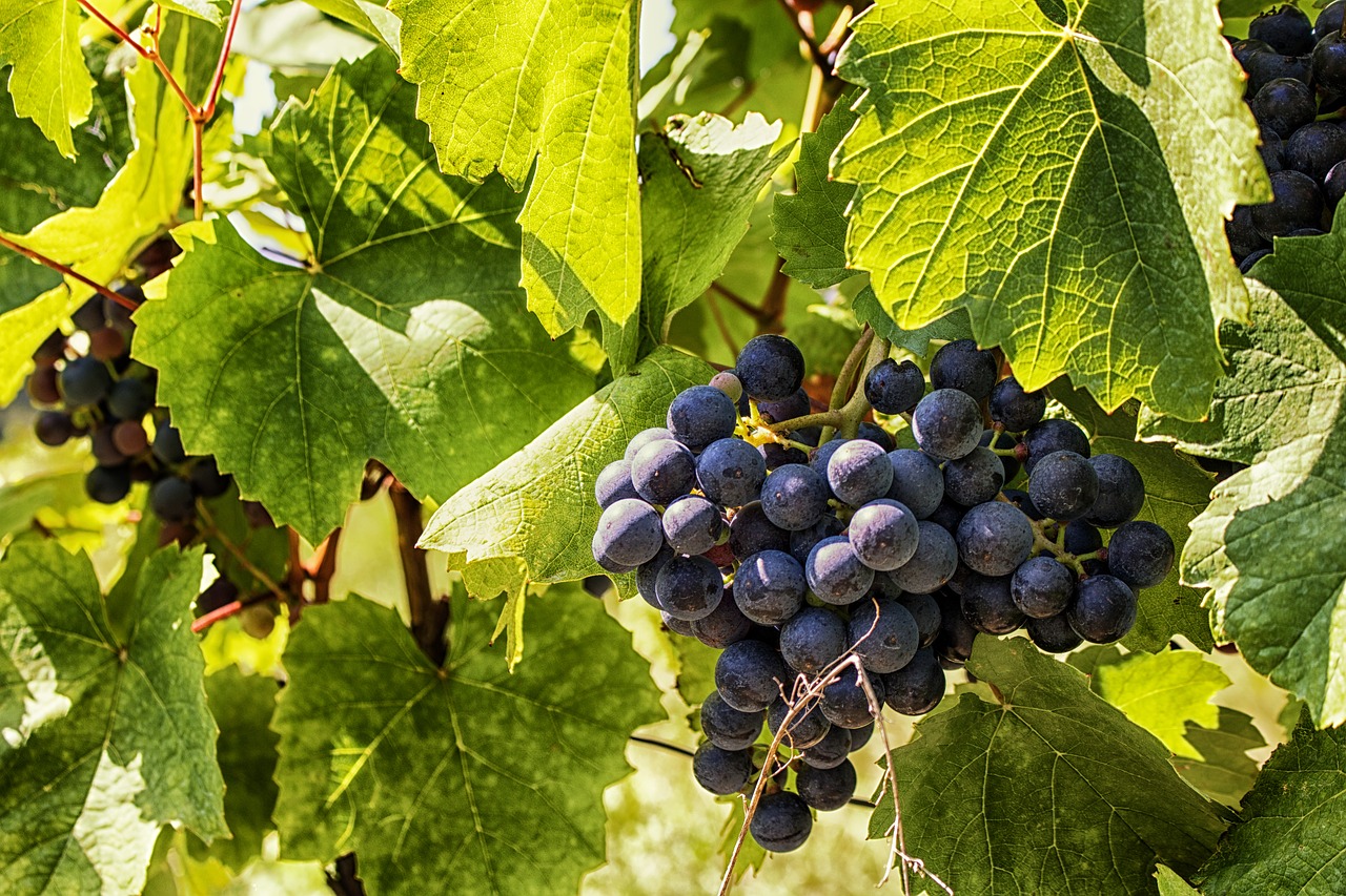 grapes wine fruit free photo