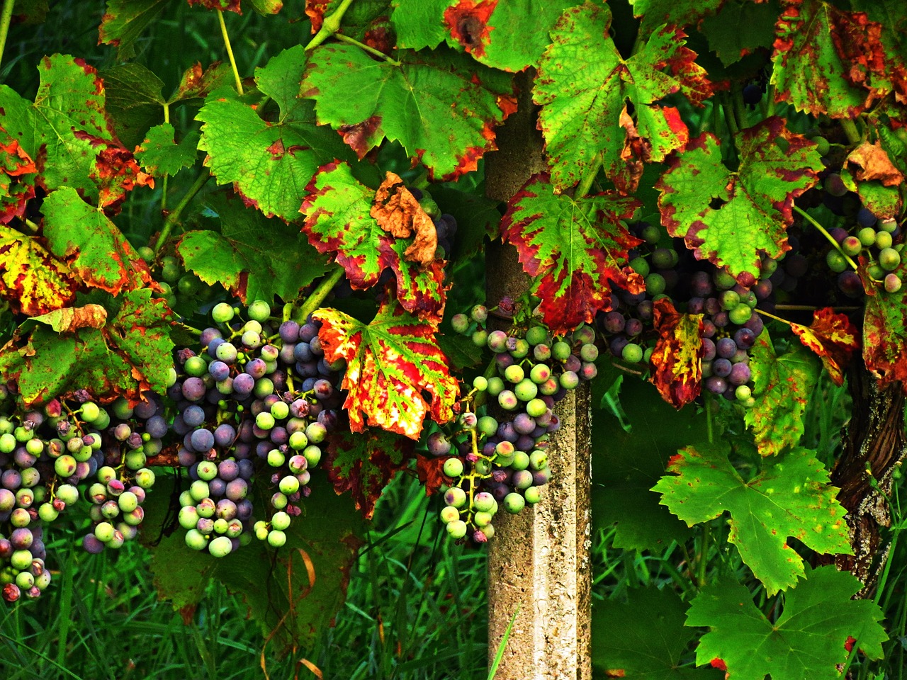 grapes foliage autumn free photo