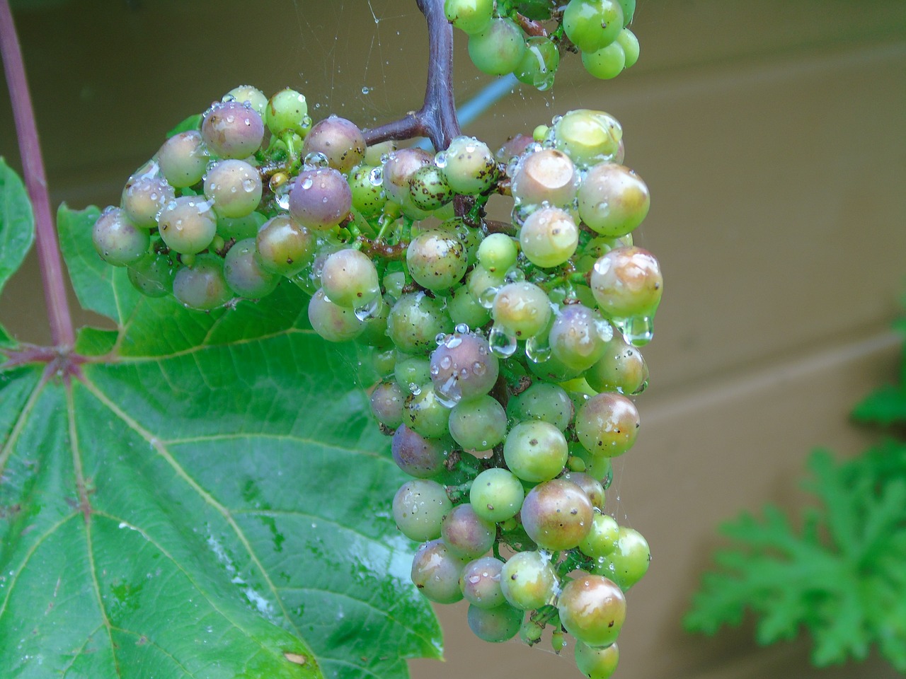 grapes isle of wight gurnard free photo
