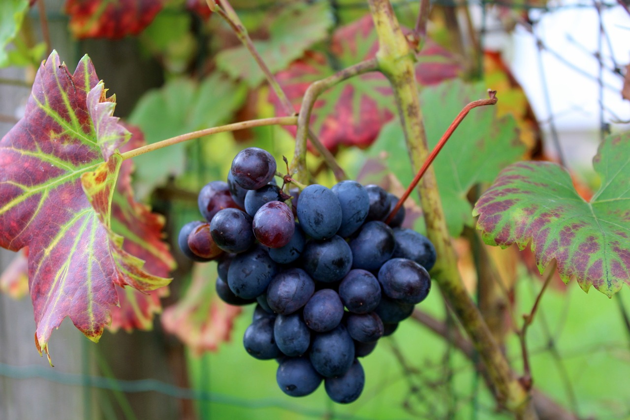 grapes garden fruit free photo