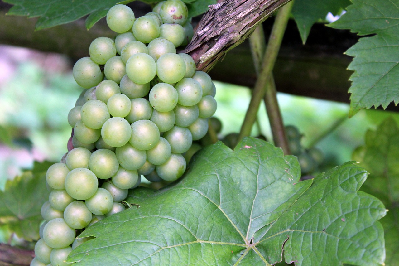 grapes fruit maturation free photo