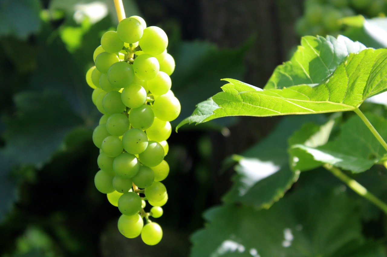 grapes fruit nature free photo