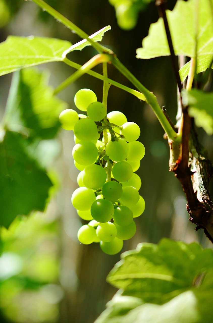 grapes winegrowing green grapes free photo
