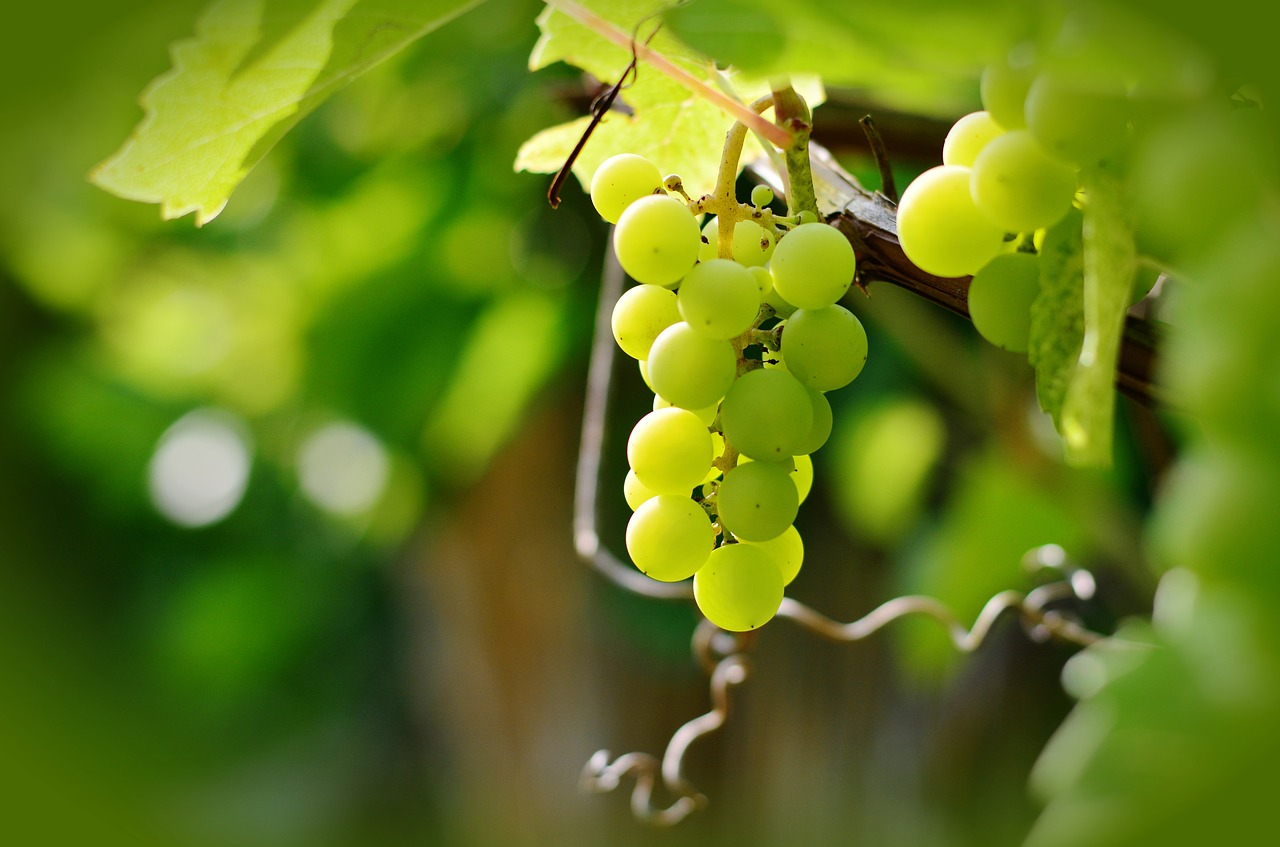 grapes winegrowing green grapes free photo