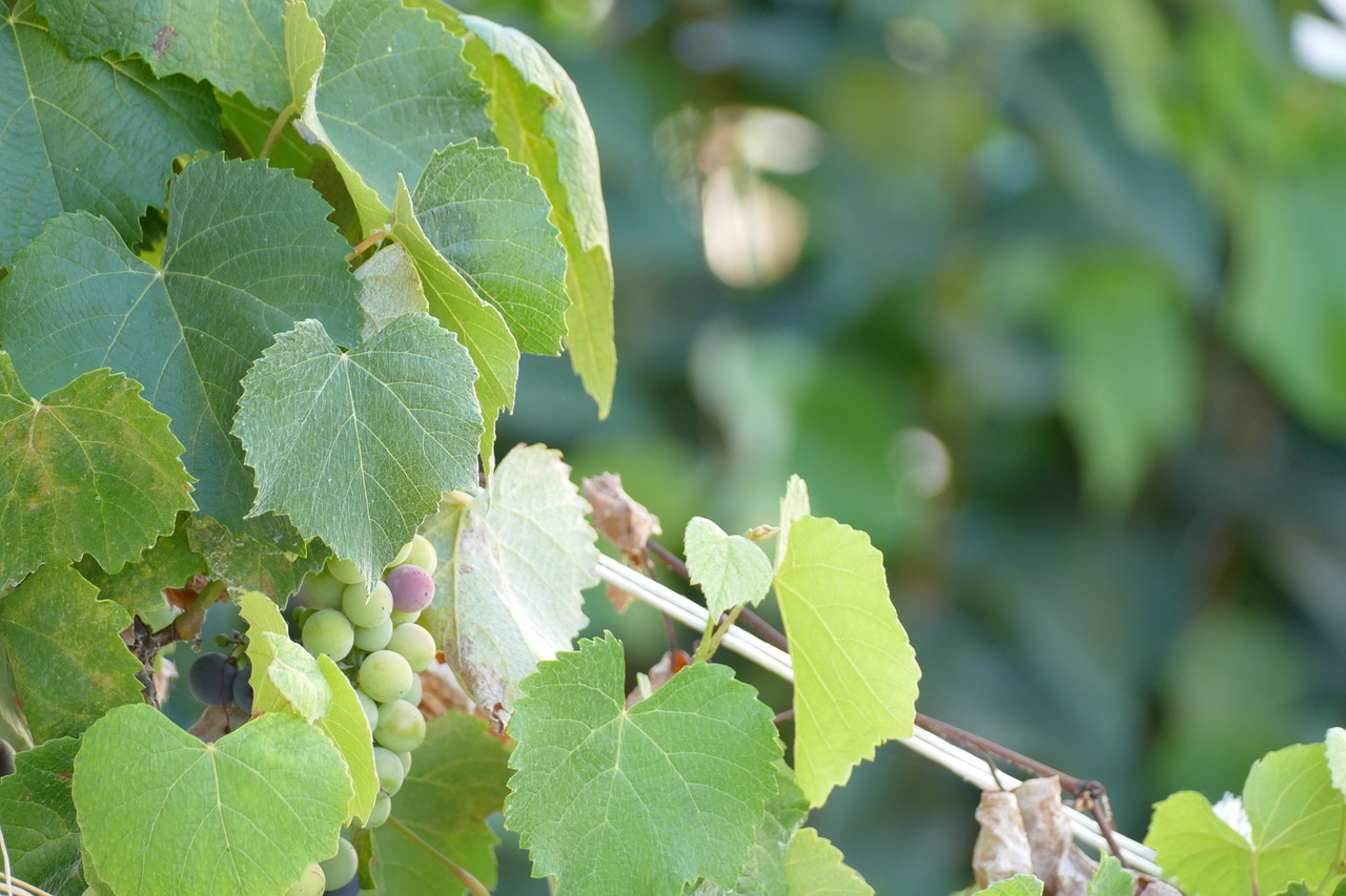 grapes waiting for free photo