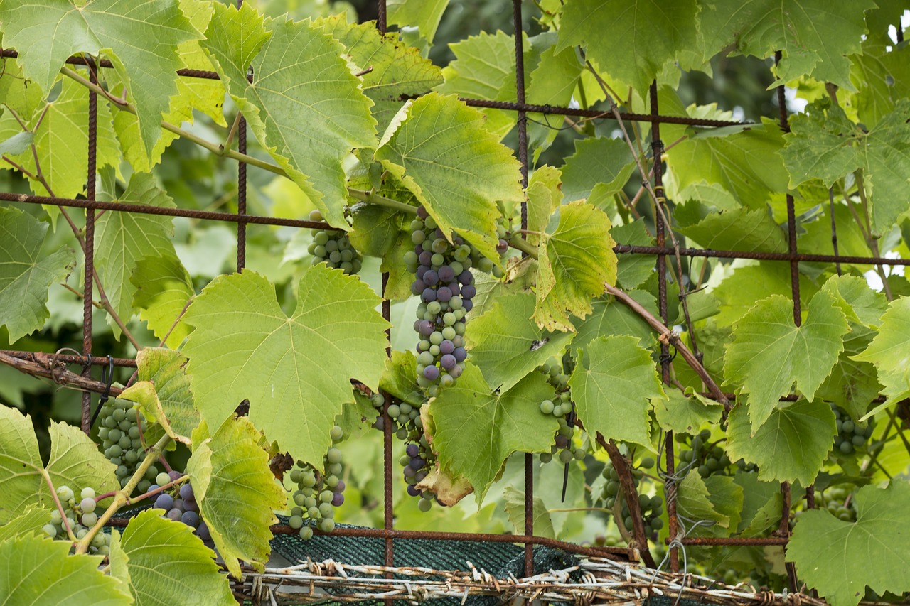 grapes foliage fruits free photo