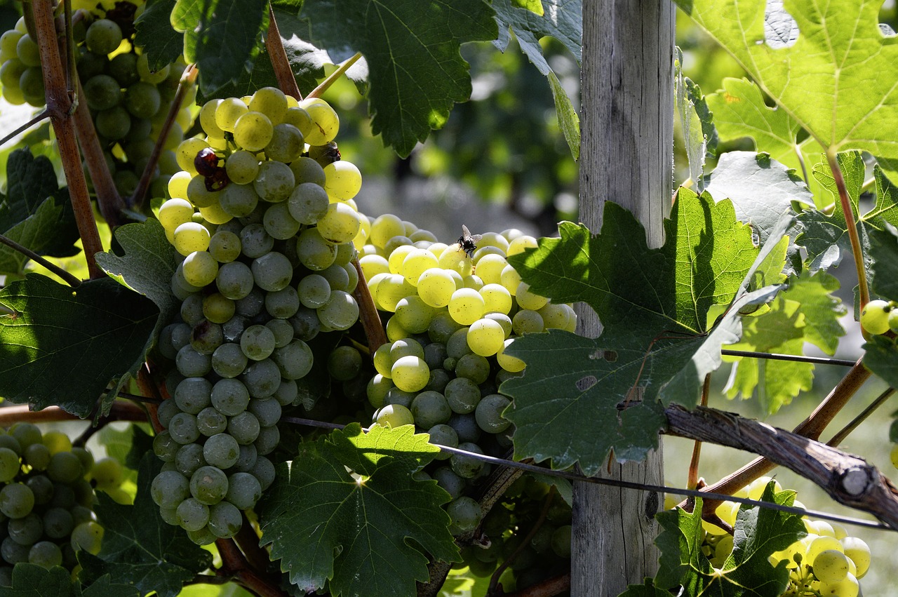 grapes winegrowing vine free photo