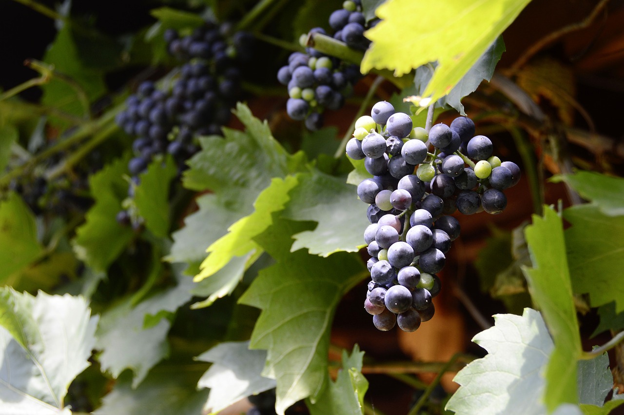 grapes winegrowing vine free photo