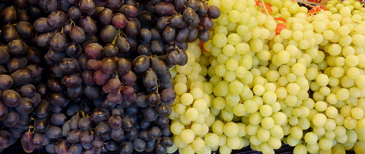 grapes white grapes blue grapes free photo