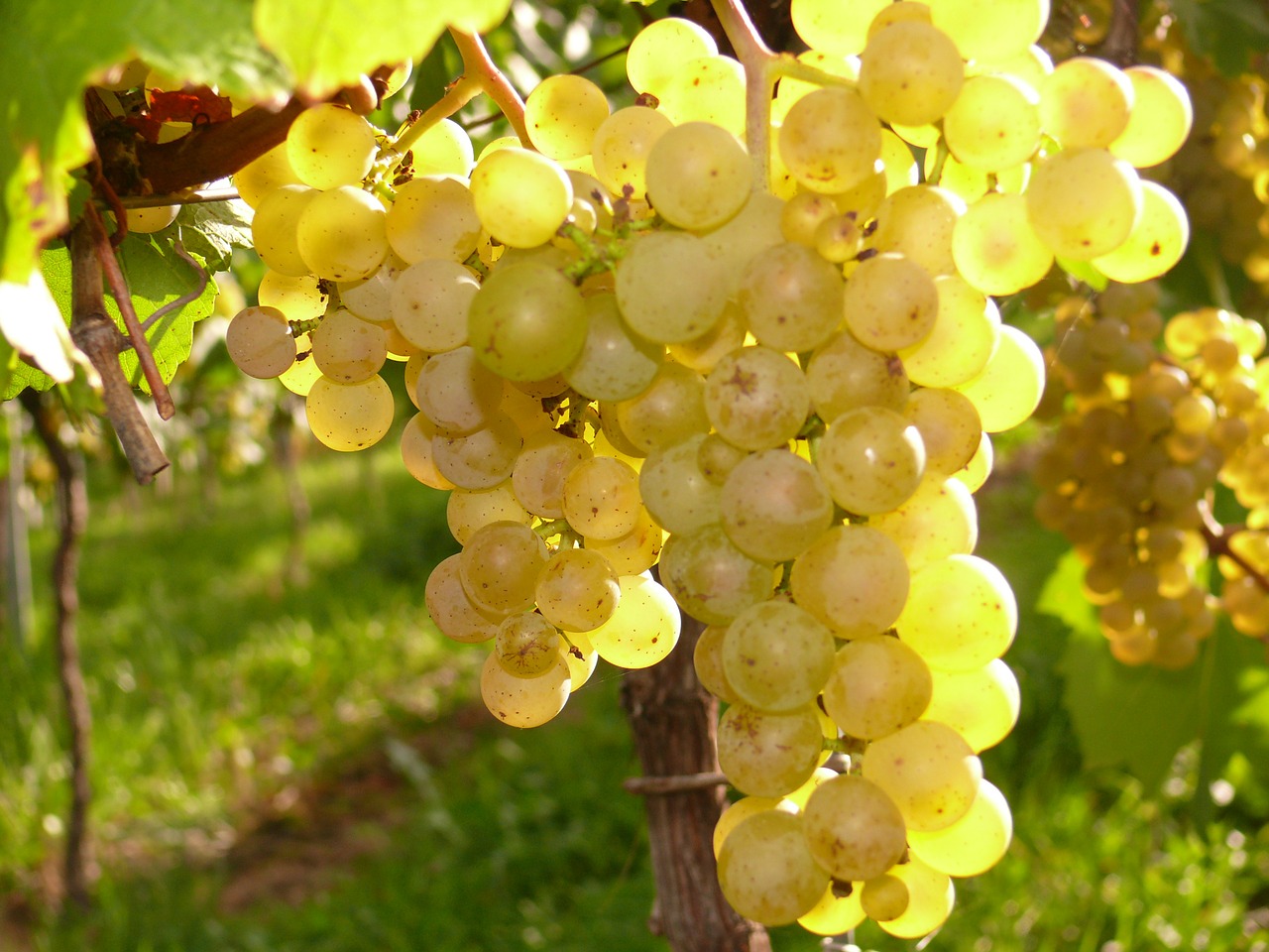 grapes vineyard wine free photo