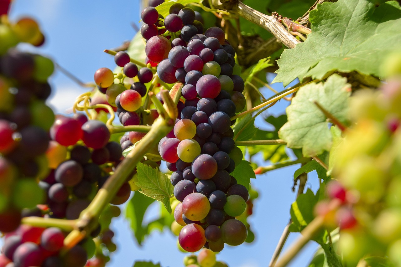 grapes fruit winegrowing free photo