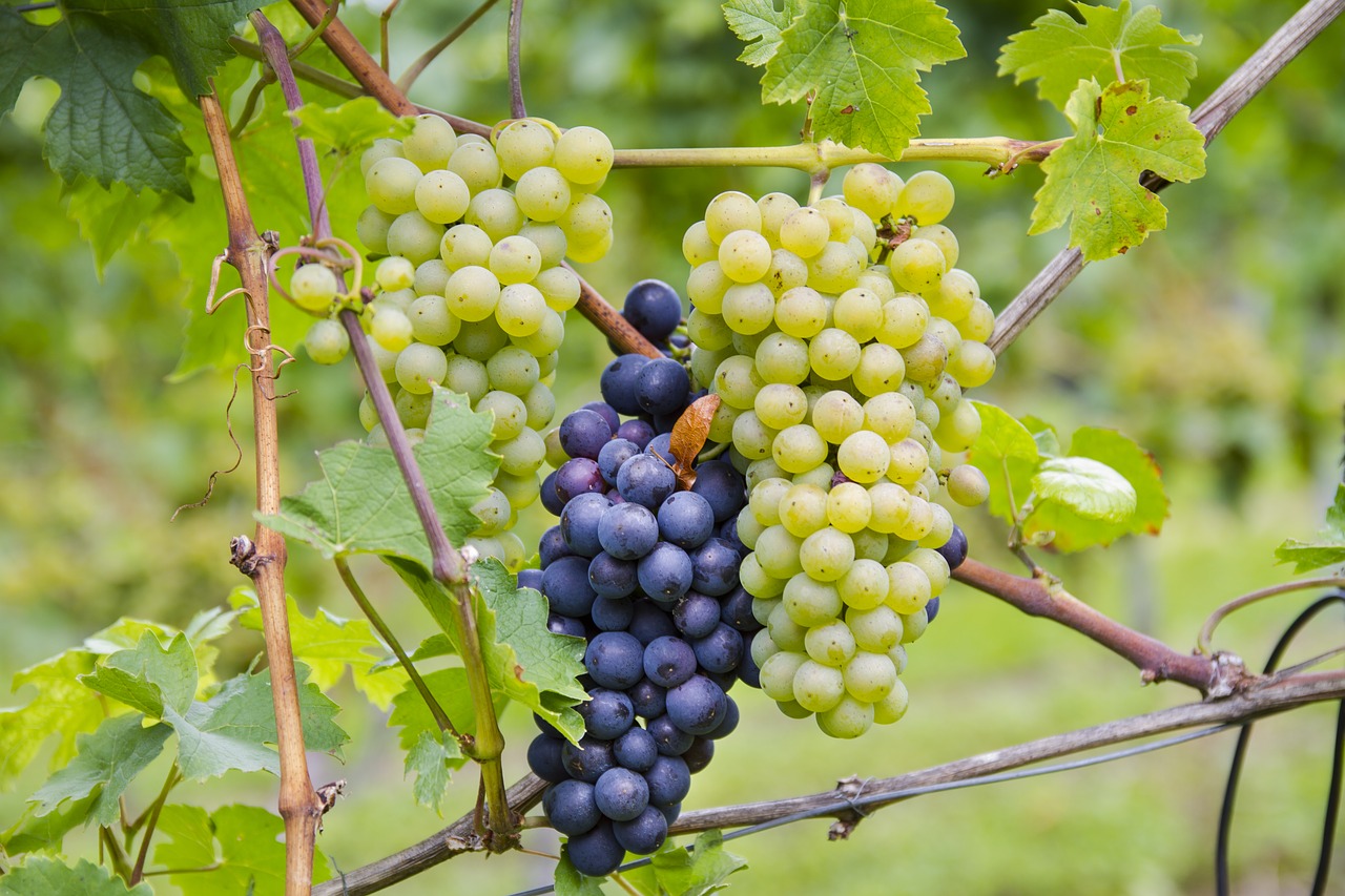 grapes bi color varieties free photo