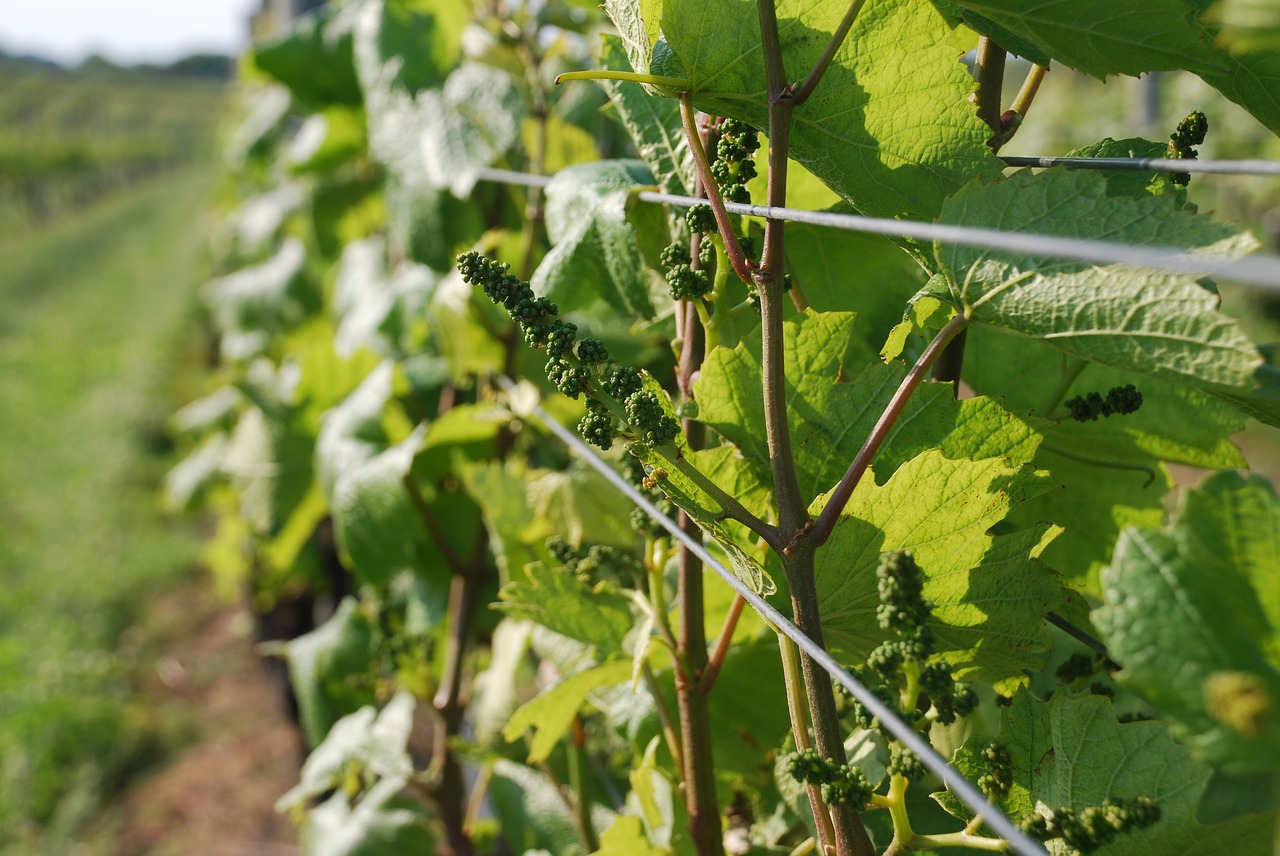 grapes wine vineyard free photo