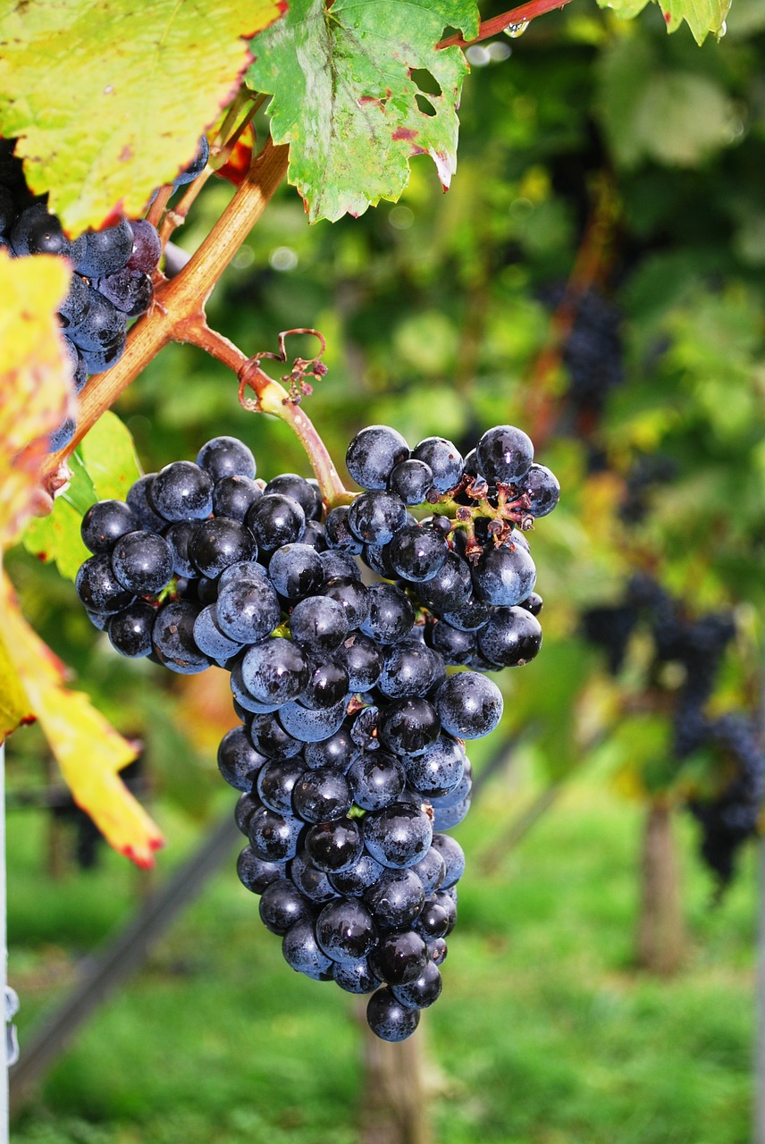 grapes grape vine vineyard free photo