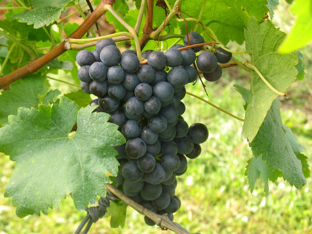 grapes nature winegrowing free photo