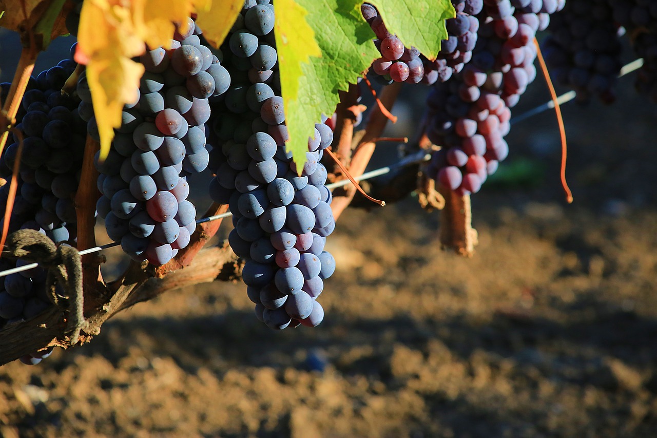 grapes ripe sweet free photo