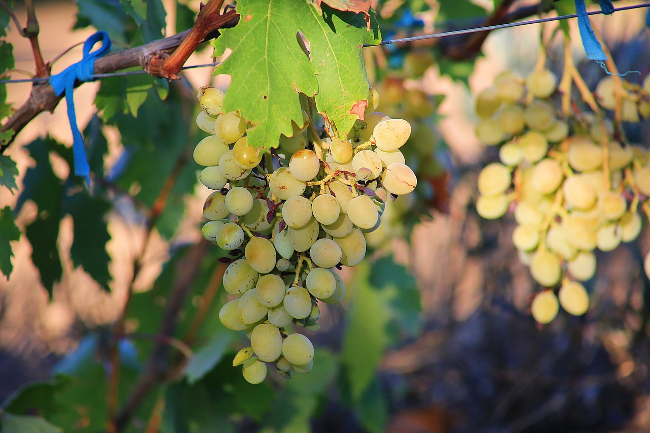 grapes ripe sweet free photo