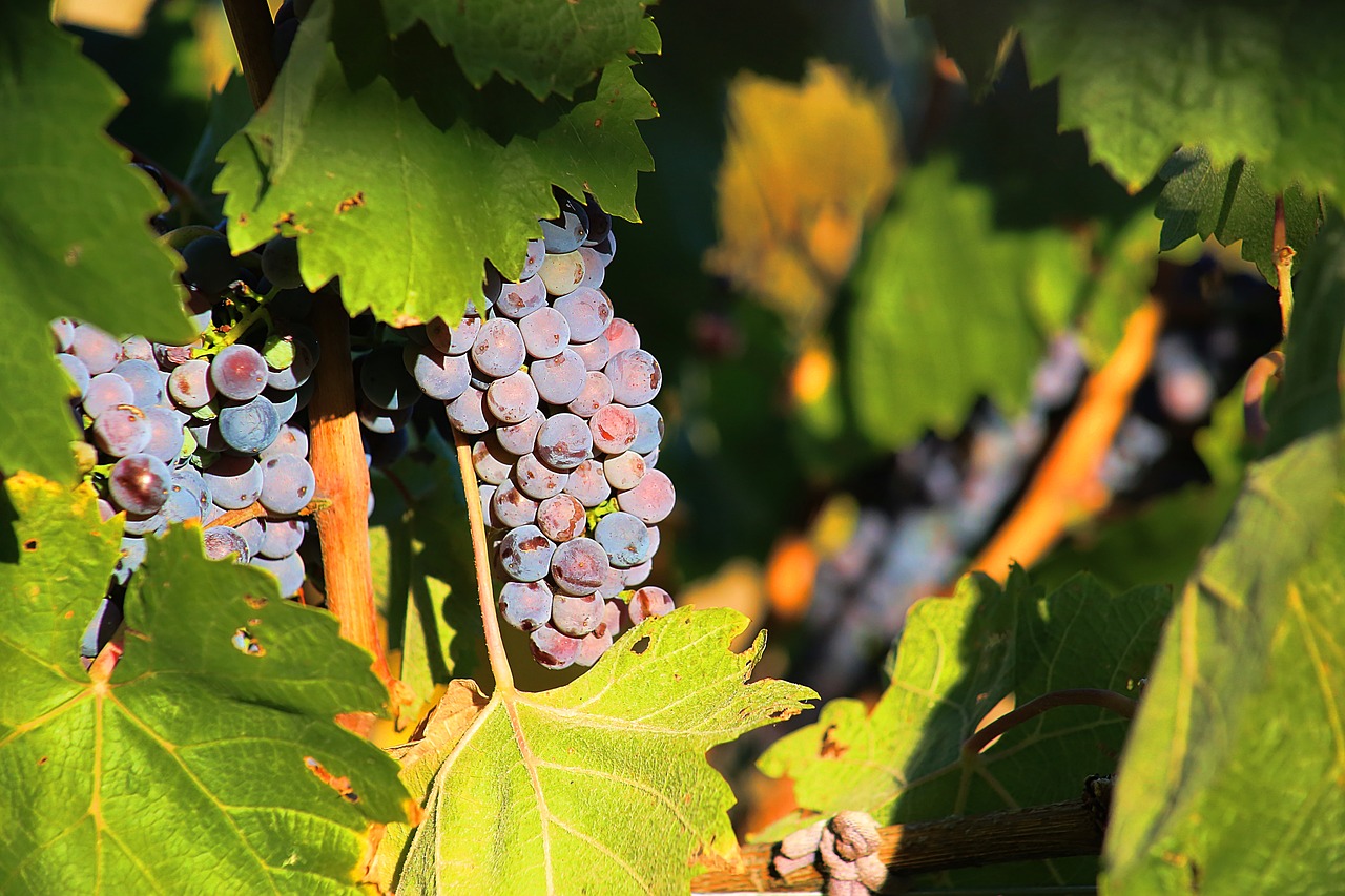 grapes ripe sweet free photo