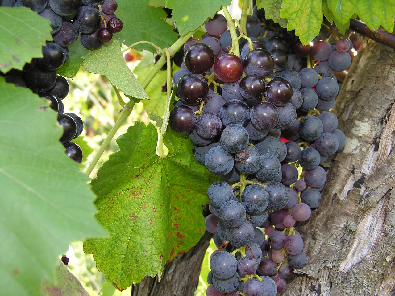фото винограда восторг черный