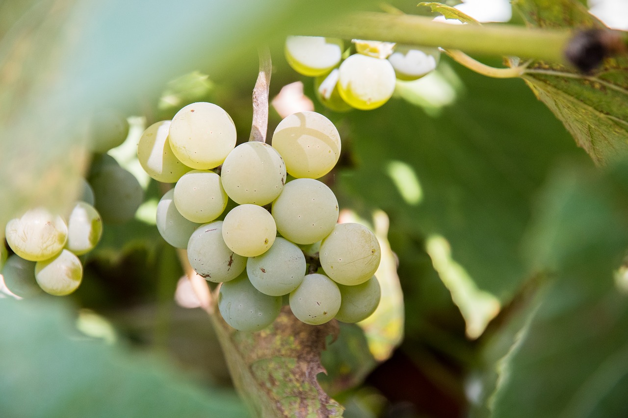 grapes green wine free photo