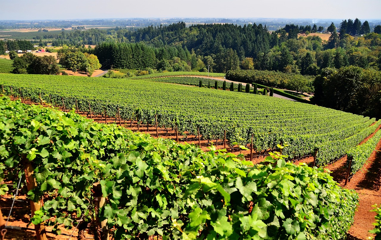 grapes vineyard agriculture free photo