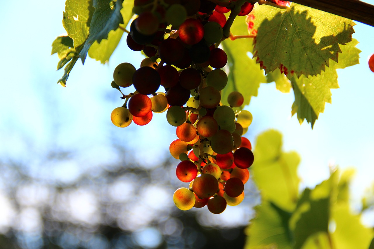 grapes wine fruit free photo