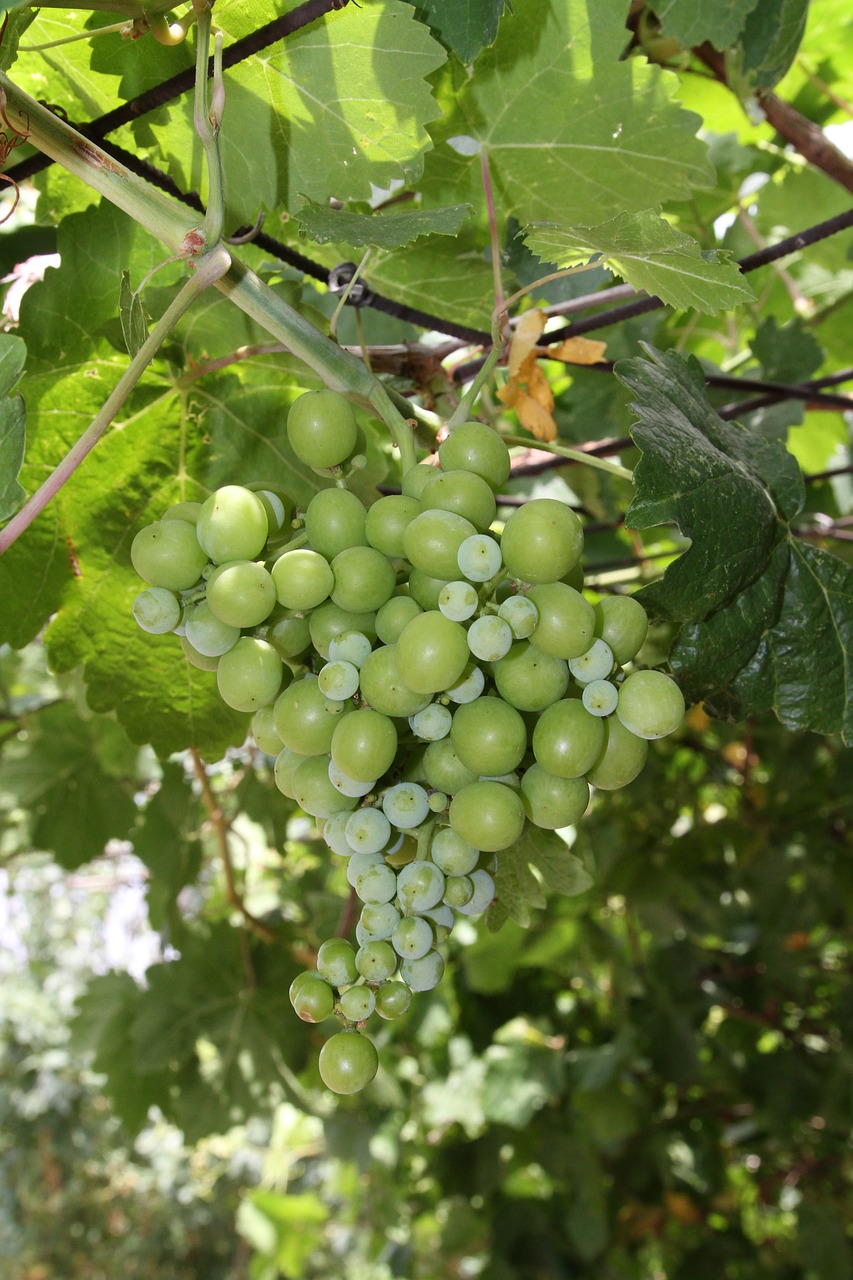 grapes plants the nature of the free photo