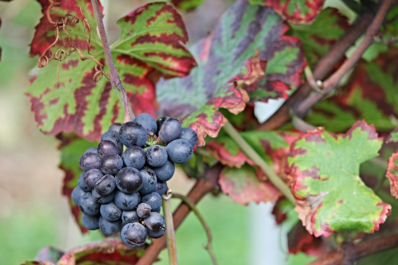 grapes vine autumn free photo