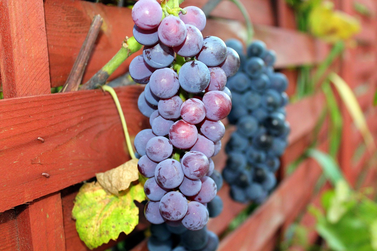 grapes fruit eating free photo