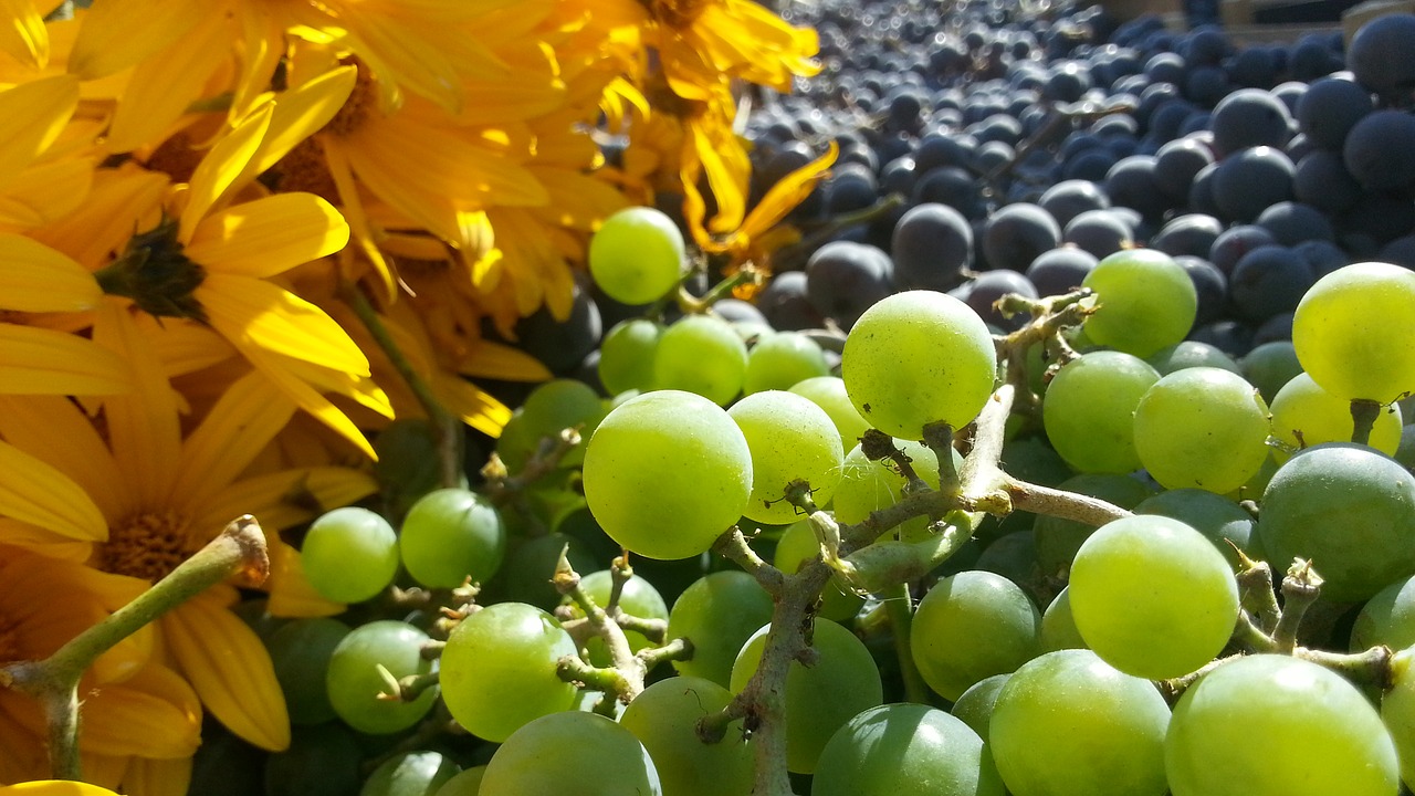 grapes flowers autumn free photo