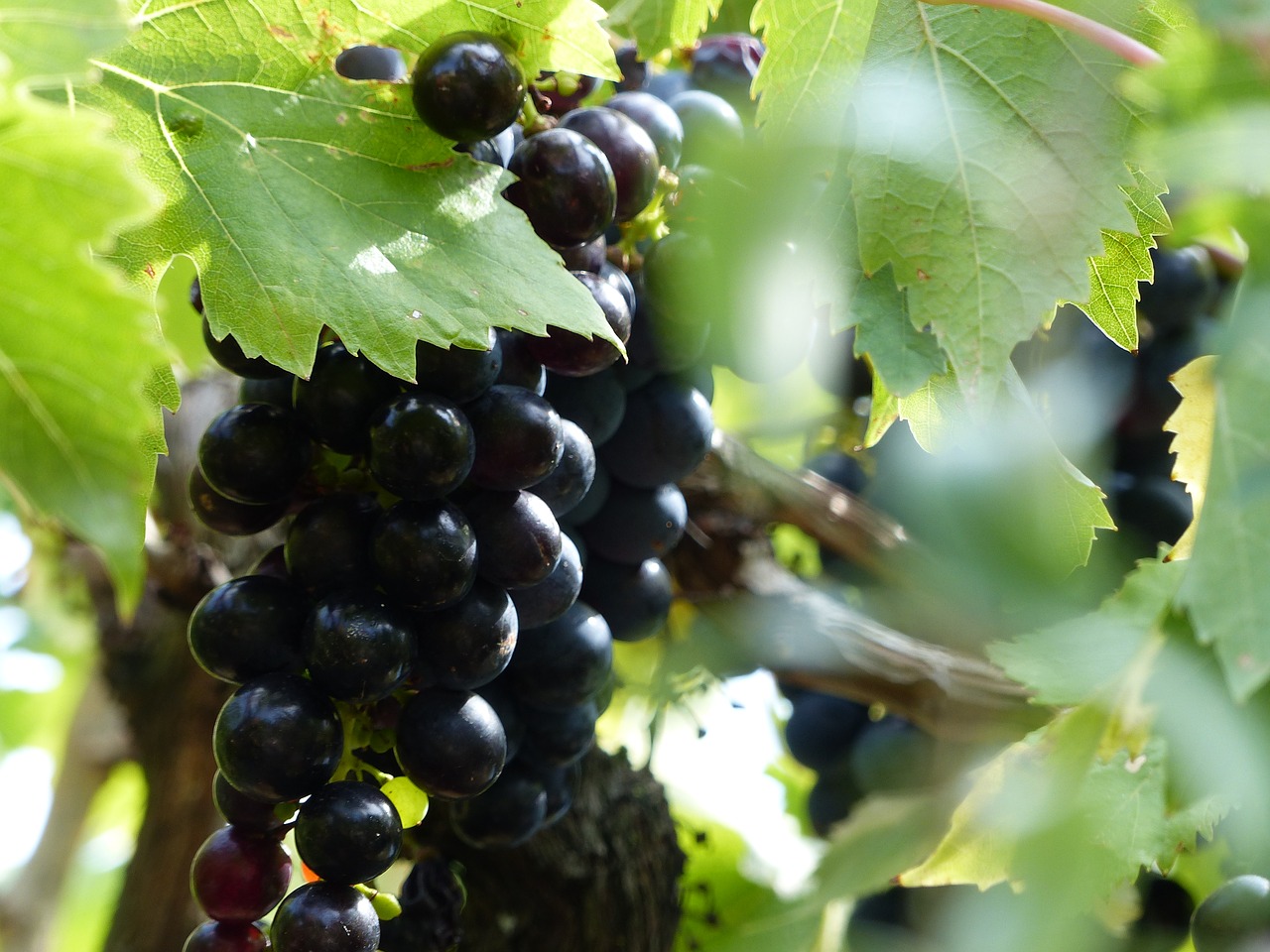 grapes italy vineyards free photo