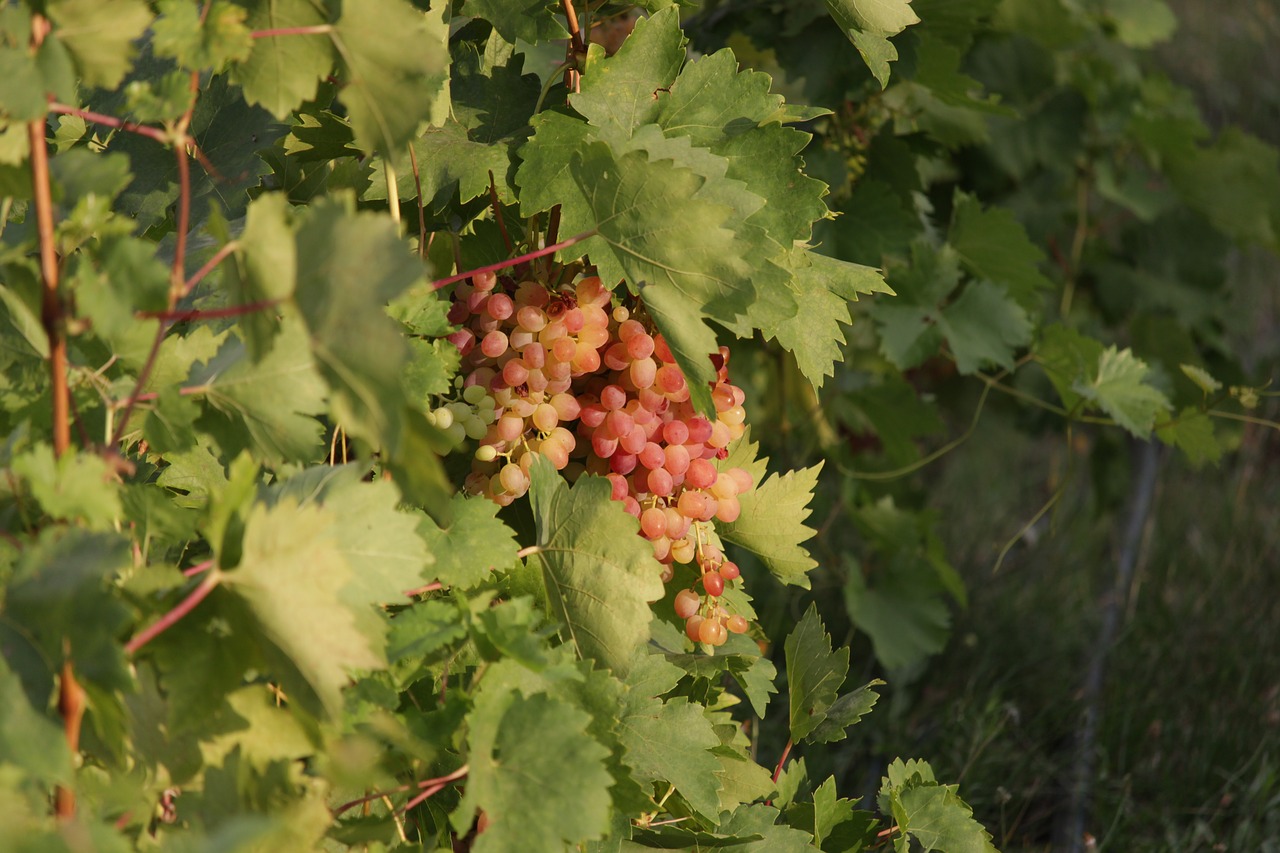 grapes garden harvest free photo