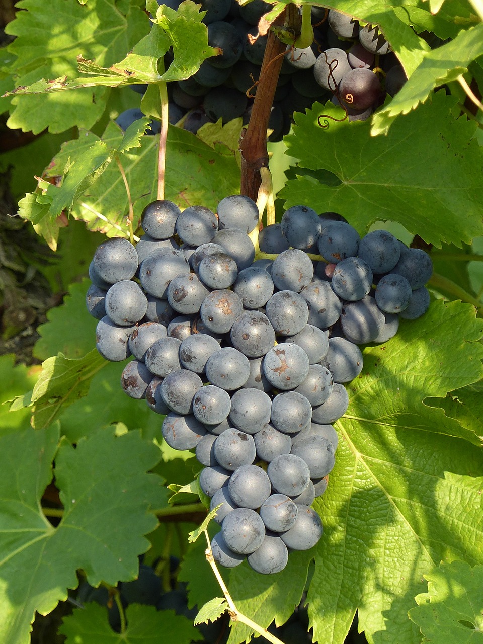 grapes blue grapevine free photo