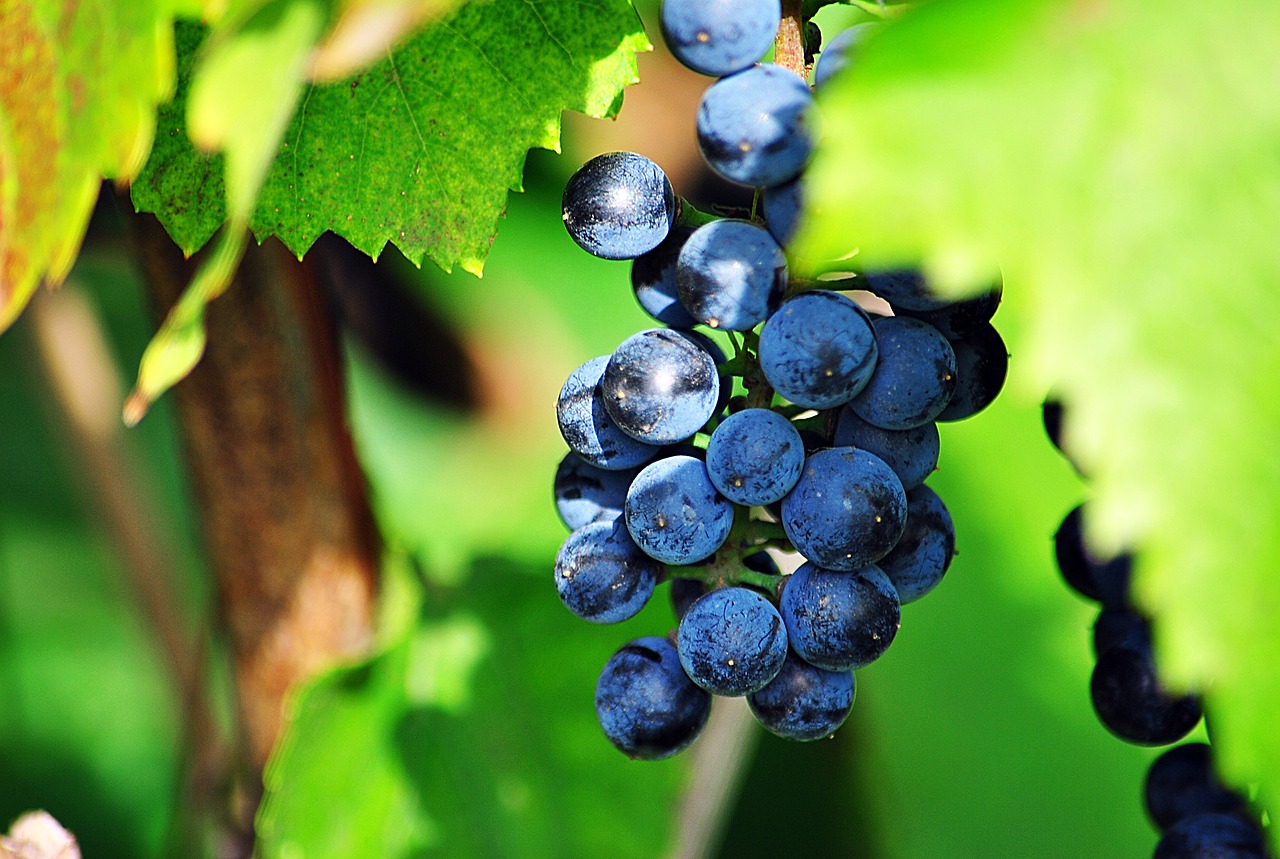 grapes leaves sun free photo