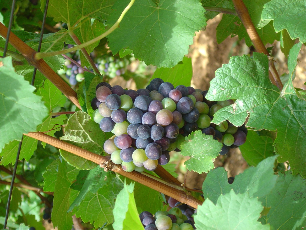 grapes vine grape free photo