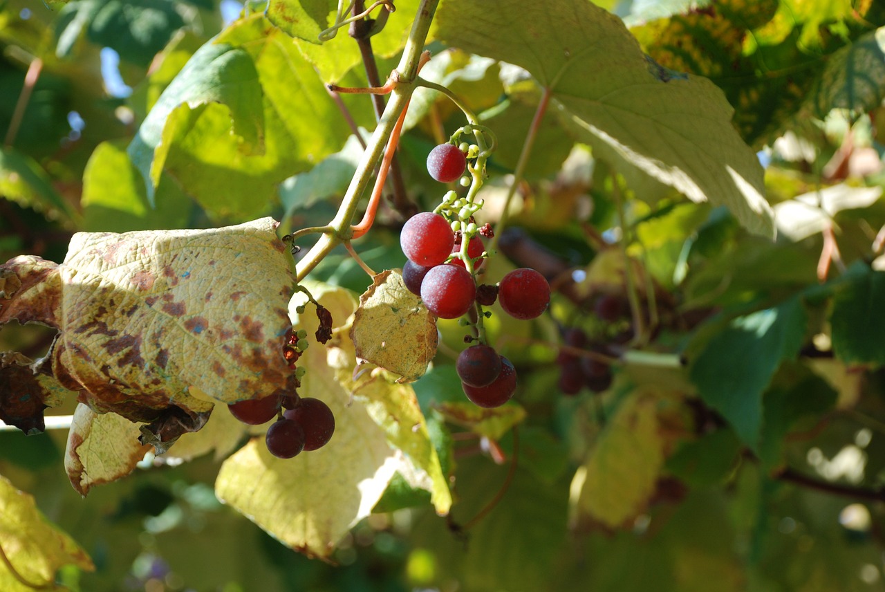 grapes grape vintage free photo