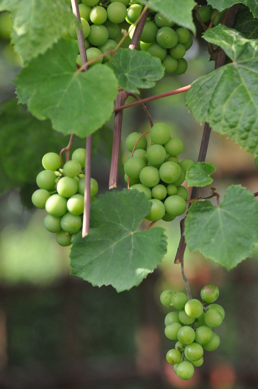 grapes green free pictures free photo