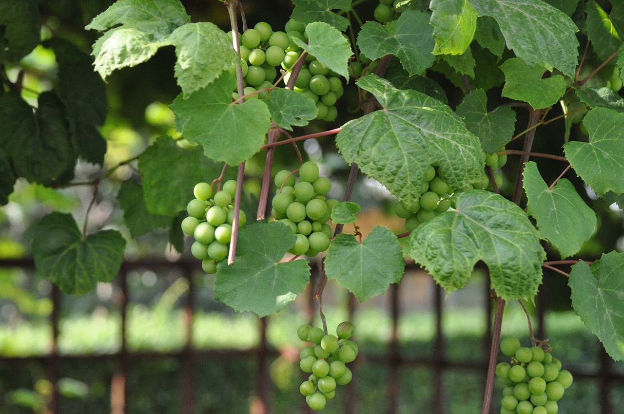 grapes green free pictures free photo