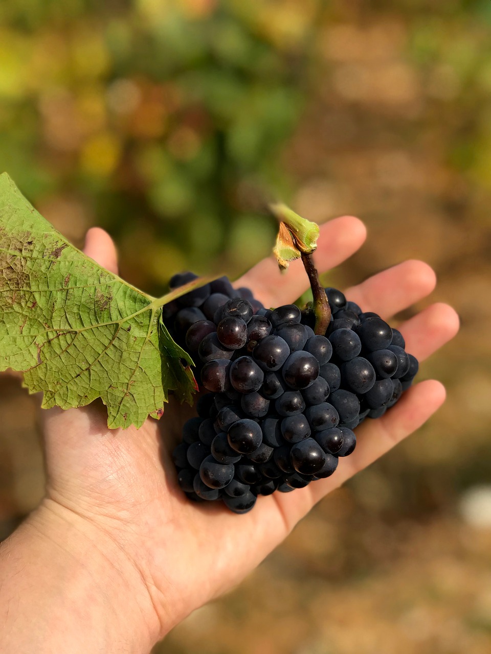 grapes hand grape fruit free photo