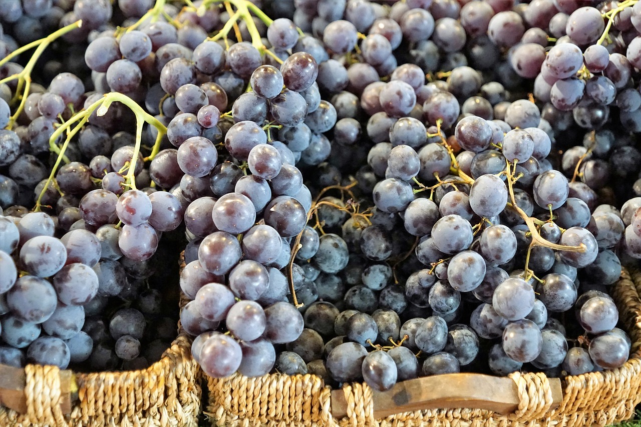 grapes wine vine free photo