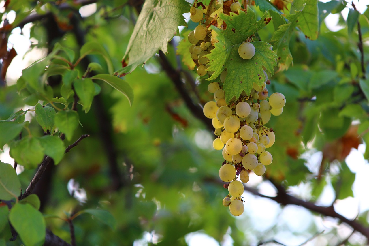 grapes autumn health free photo