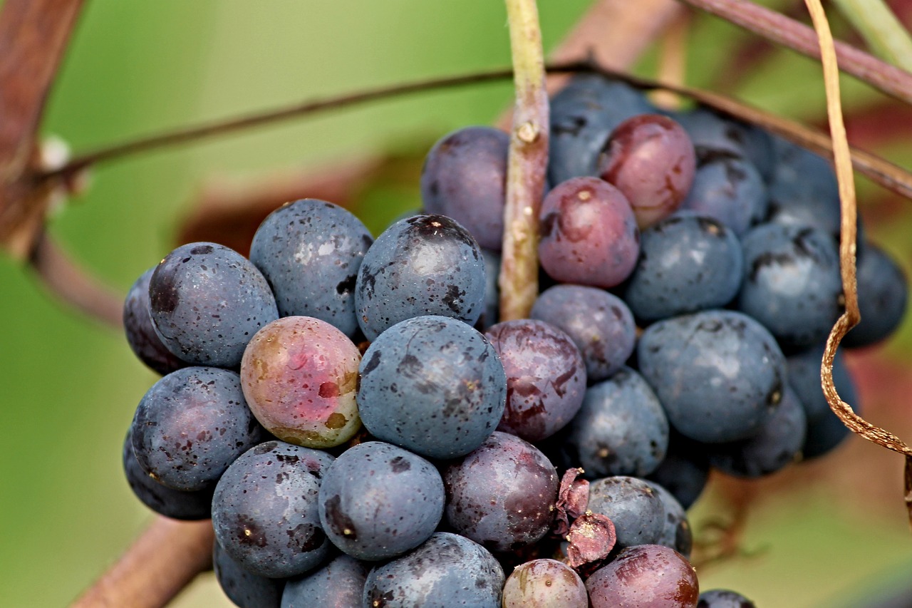 grapes red blue free photo