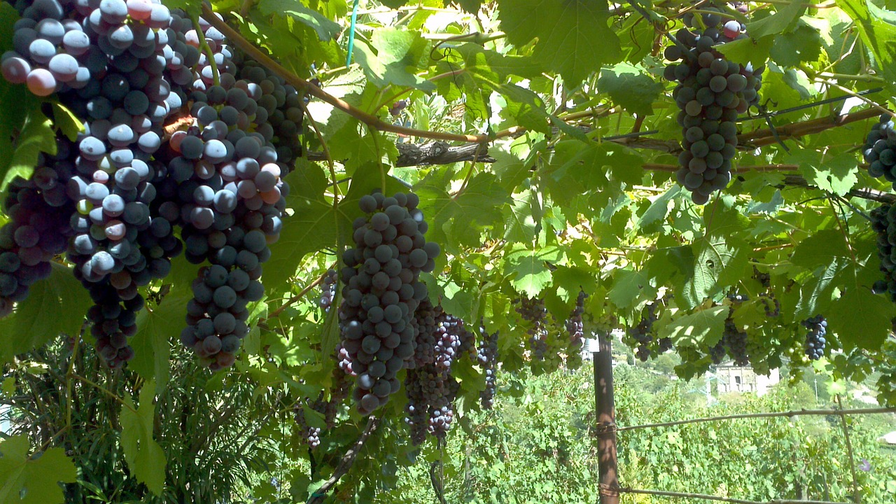 grapes grapevine agricultural free photo